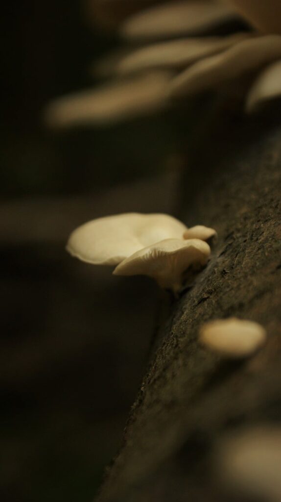 mushrooms-8215565_1280