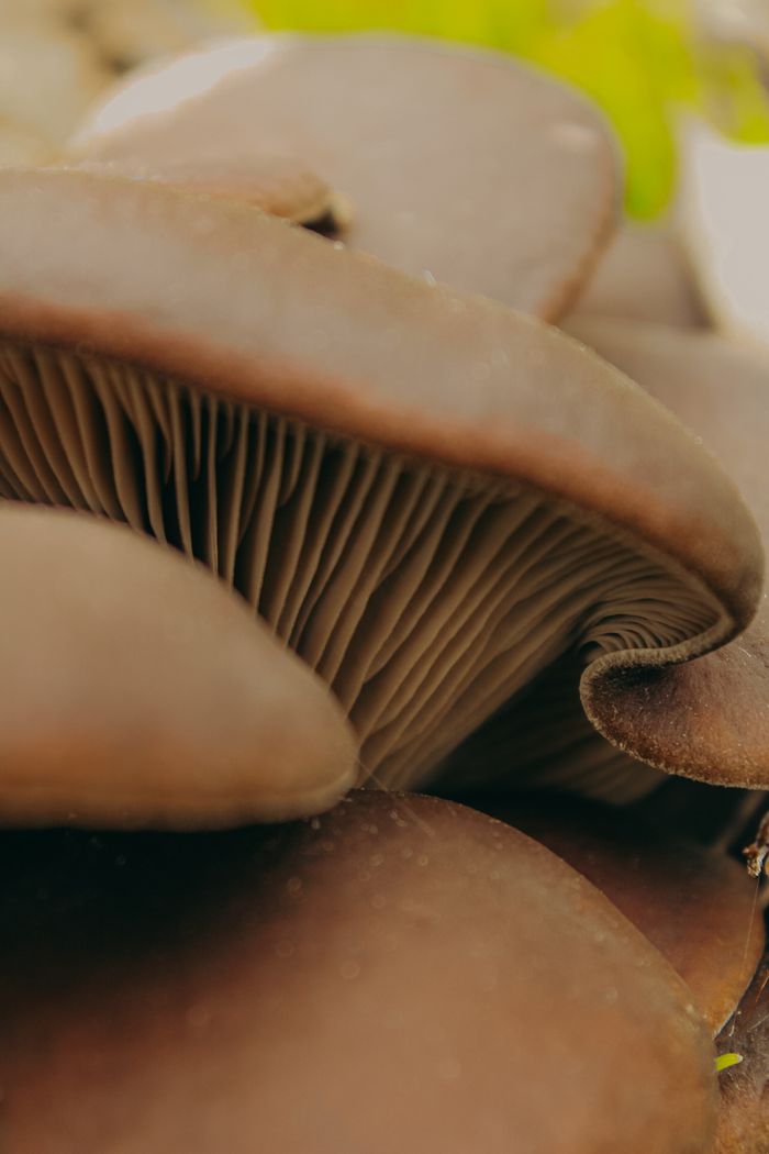 Detailed close-up of oyster mushrooms with visible gills and earthy tones.