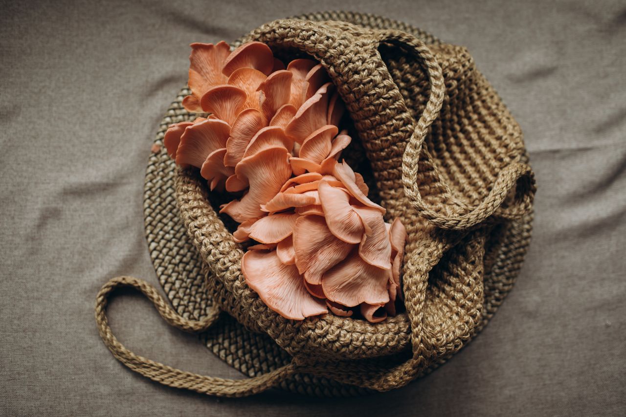Pink oyster mushrooms displayed in a rustic straw bag, evoking a natural and earthy feel.